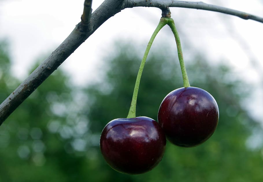 Cherries, Cherry, Fruit, Health, Nature, vitamin, garden, fresh HD wallpaper