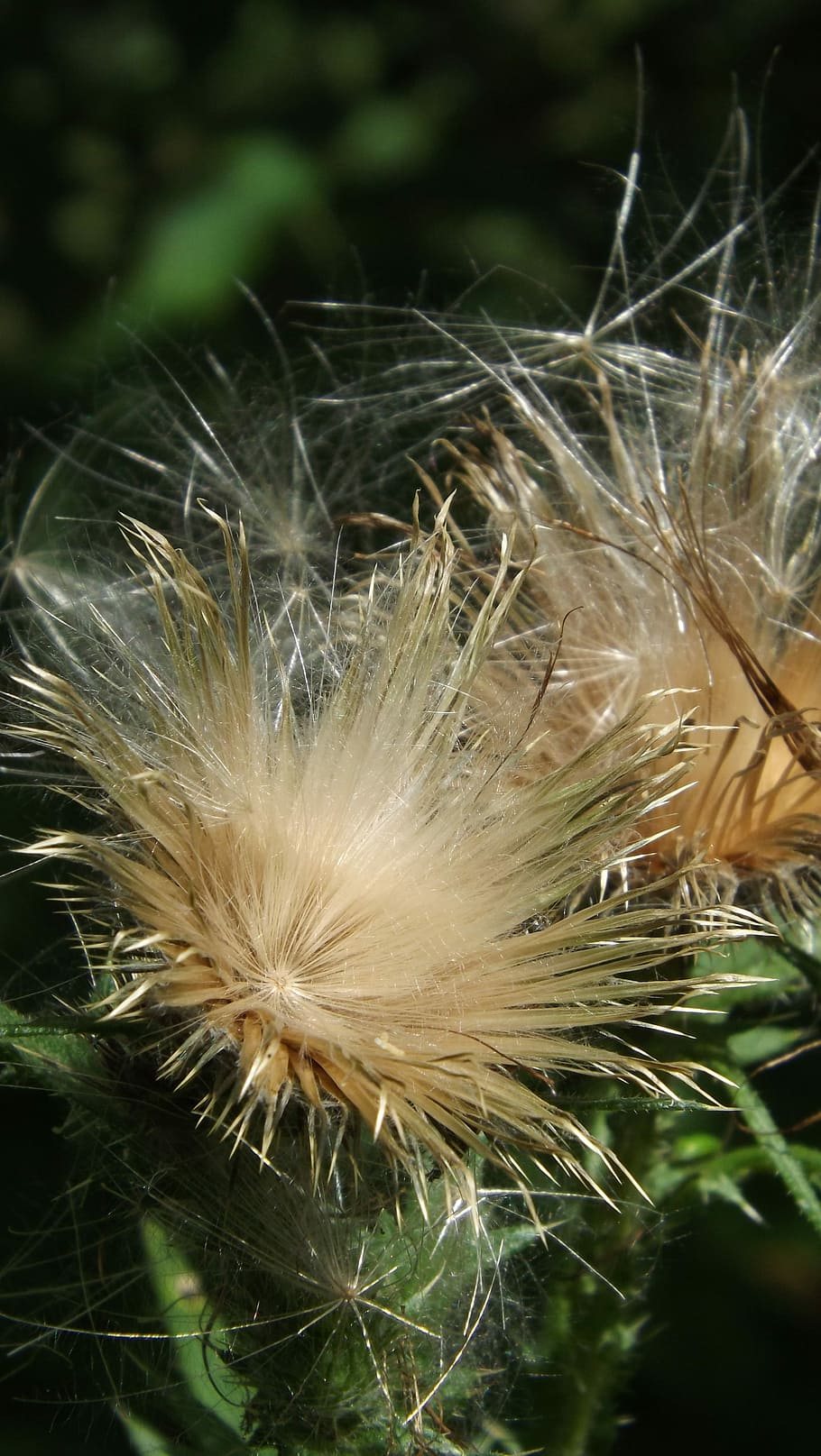 Thistle, Fluff, White, Plant, thistle fluff, nature, flower HD wallpaper