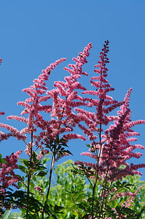 astilbe, garden, flower, pink, length, plant, bloom, mountain HD wallpaper