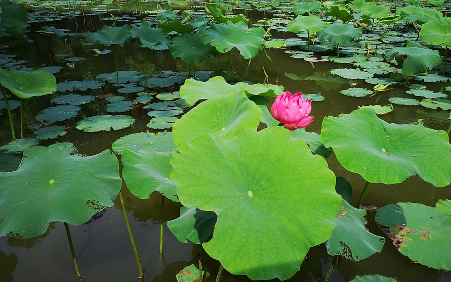 flower, plant, natural, leaf, plant part, flowering plant, beauty in nature HD wallpaper