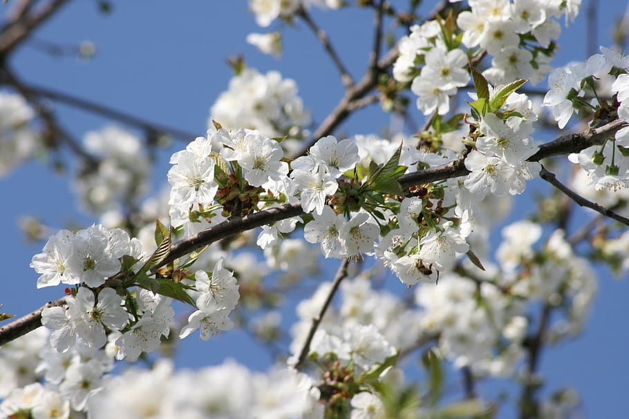 cherry, blooming, flowers, spring, nature, white, flourished HD wallpaper