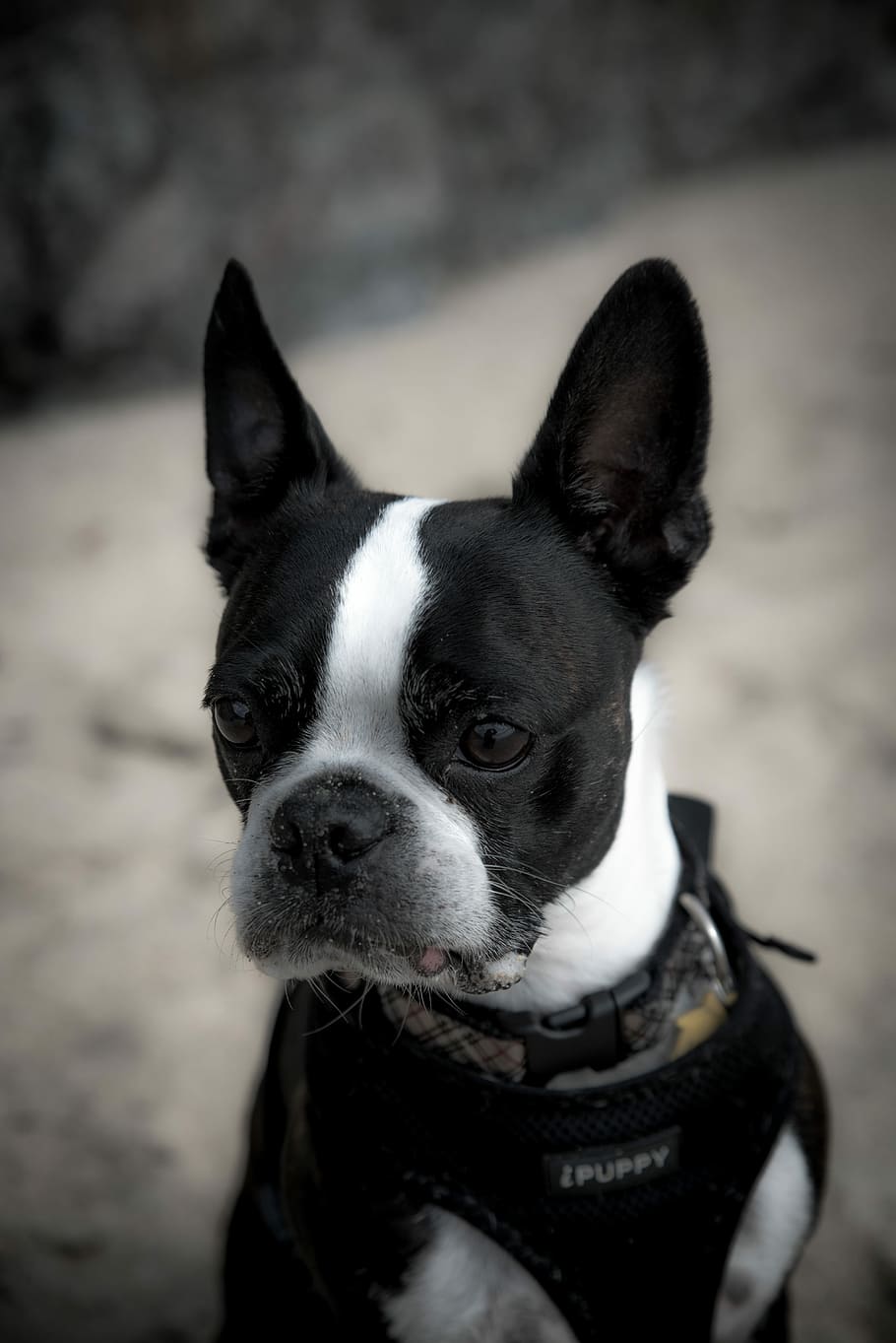 how closely related are boston terriers and french bulldogs