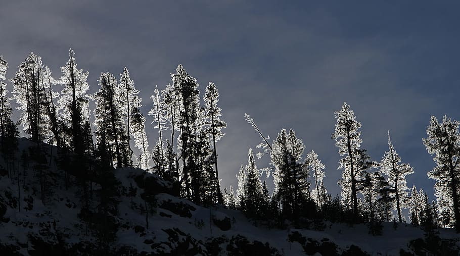 Sunrise, Forest, Frosted, Trees, Winter, morning, nature, landscape HD wallpaper