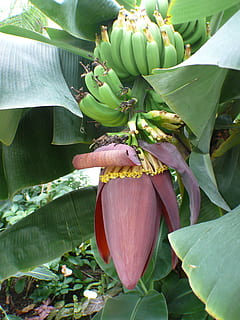 HD wallpaper: Banana Tree, Bananas, Shrub, banana shrub, fruit, leaf,  inflorescences | Wallpaper Flare