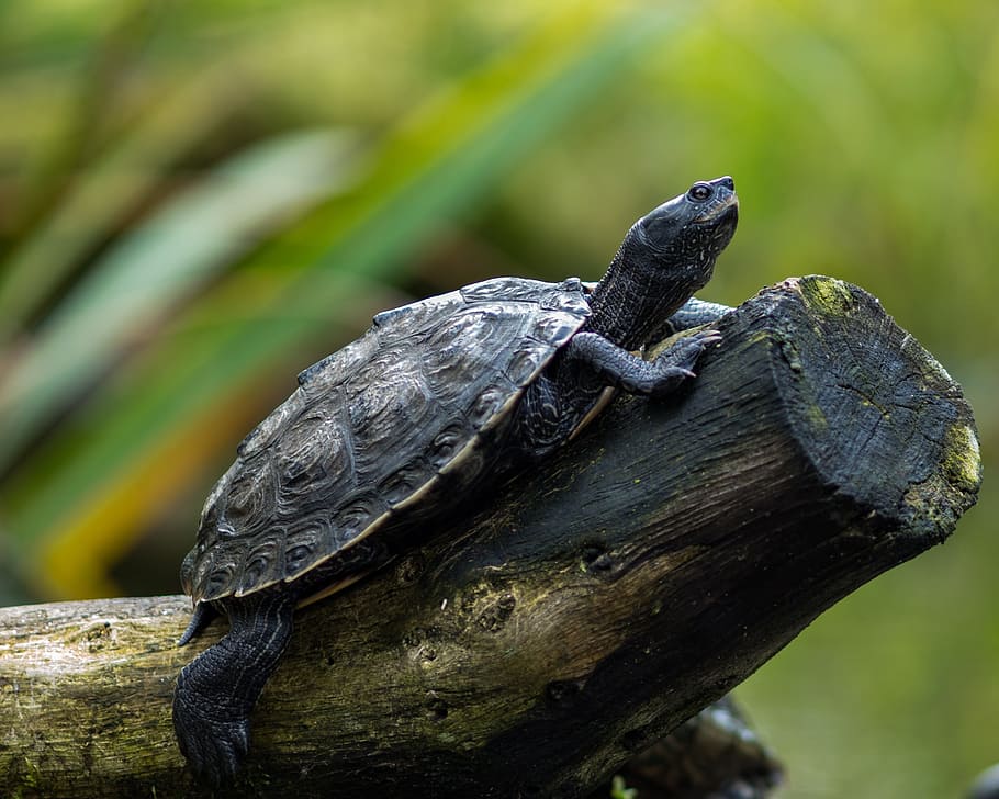 black turtle resting on beige wood branch selective focal photo HD wallpaper