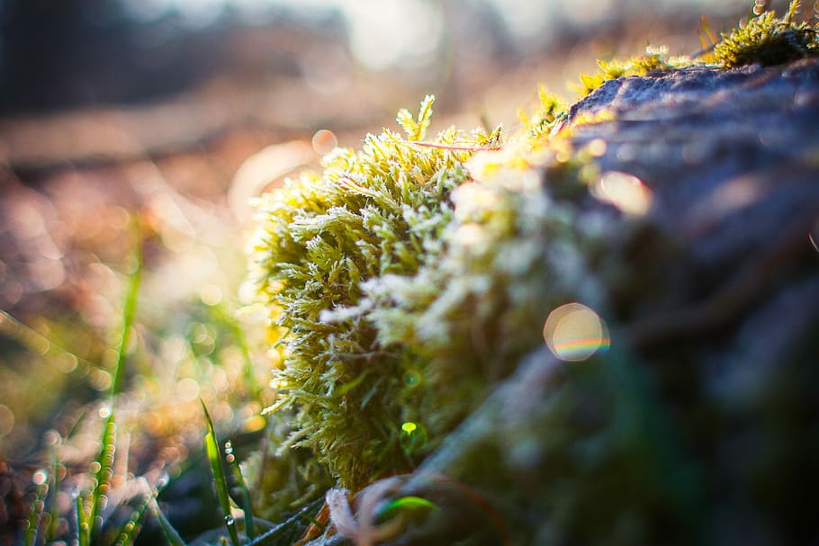 Winter is here again, hoarfrost, moss, nature, close-up, forest HD wallpaper