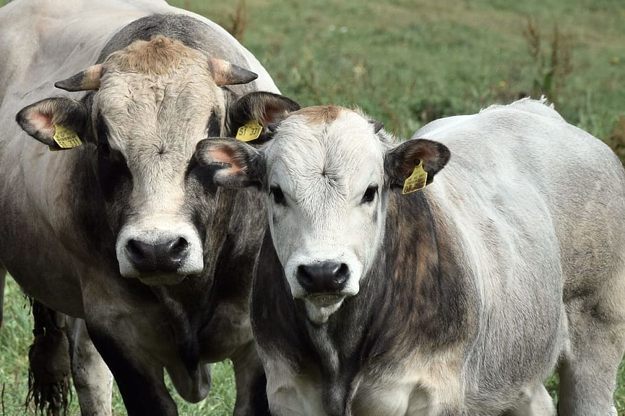 cops, bulls, cattle, livestock, animal, animal themes, domestic animals HD wallpaper
