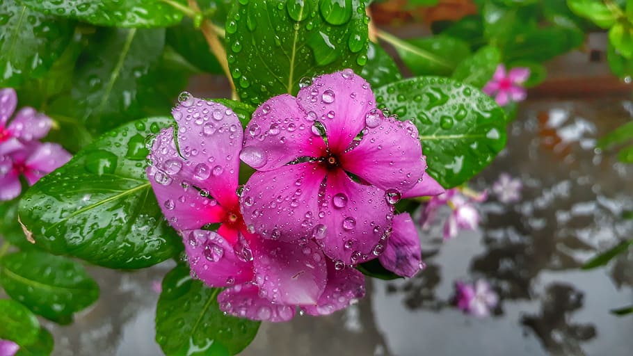nature, flora, flower, leaf, garden, drop, water, wet, freshness HD wallpaper