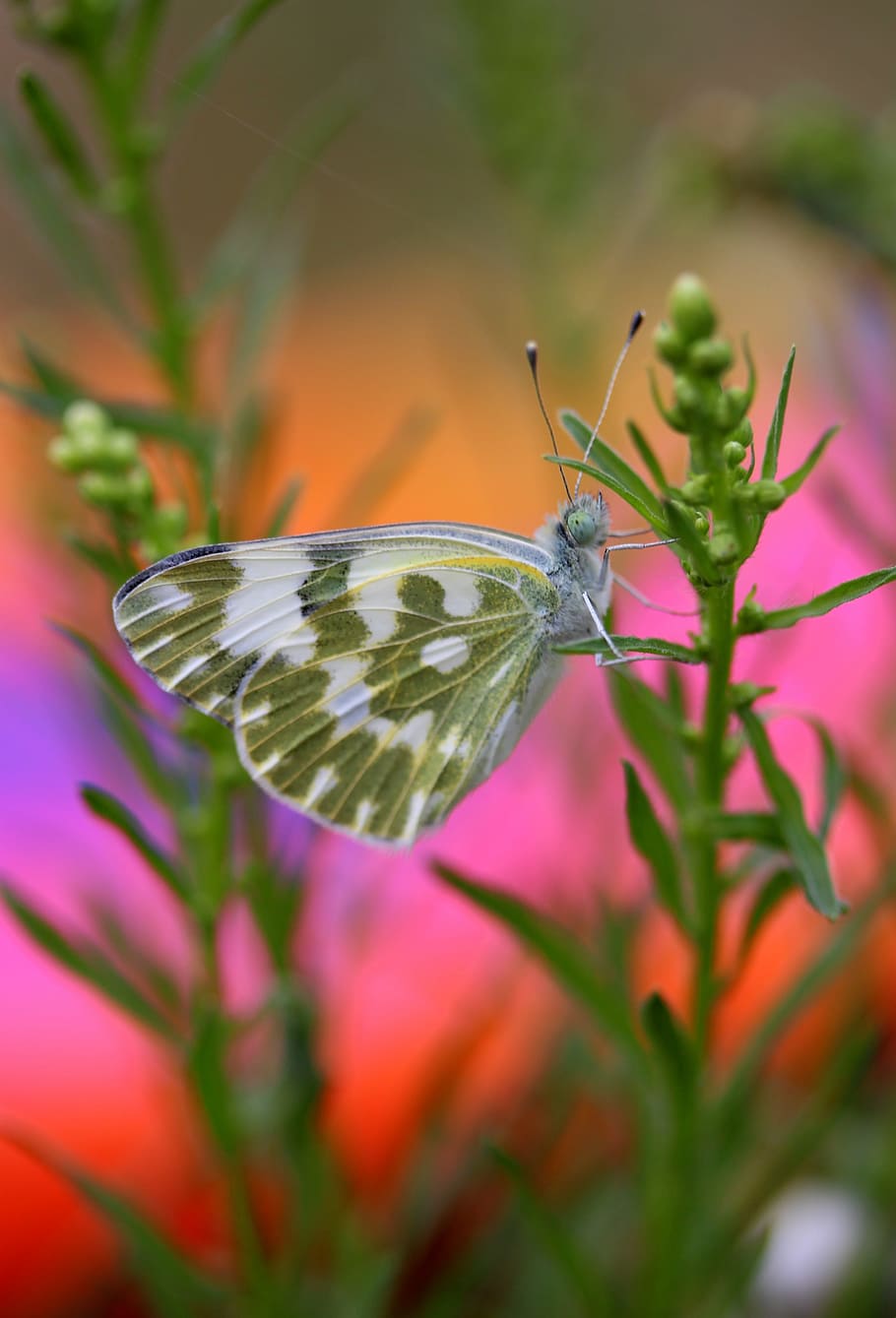 butterfly, white, green, insecta, wings, nature, coloring, one animal HD wallpaper