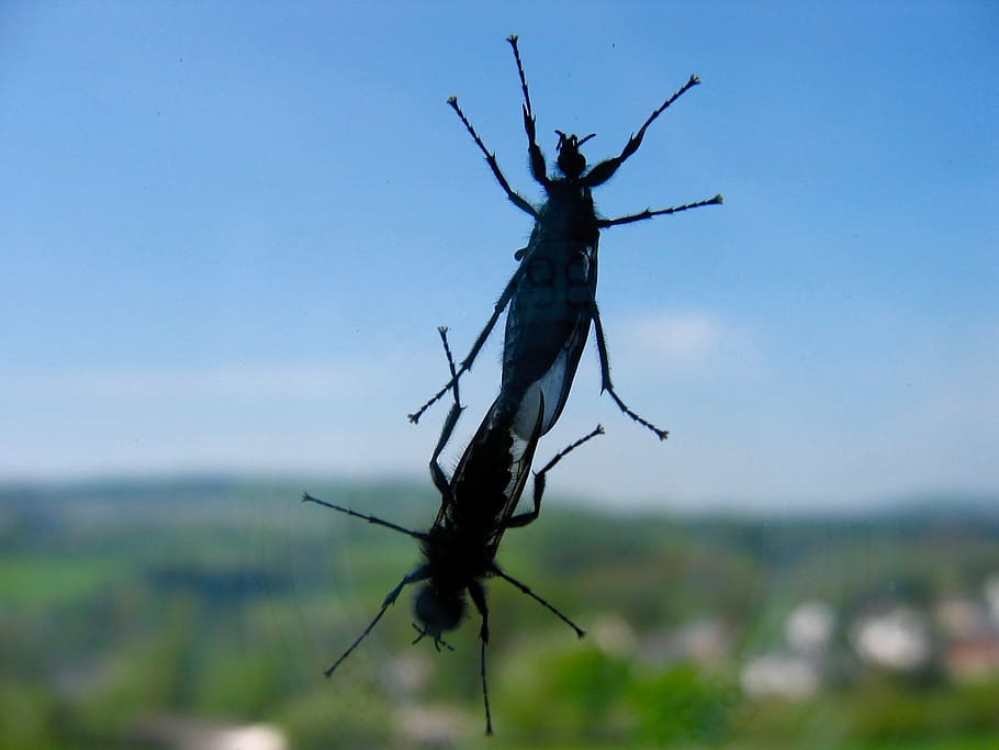 insect, window, nature, invertebrate, animals in the wild, animal themes HD wallpaper