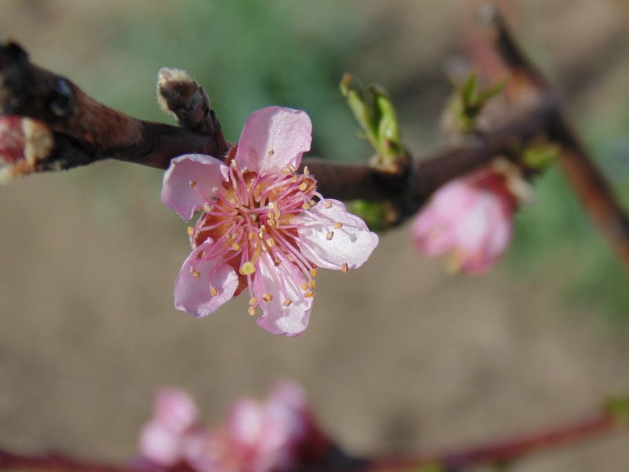 flower, casey, tree, plant, flowering plant, growth, beauty in nature HD wallpaper