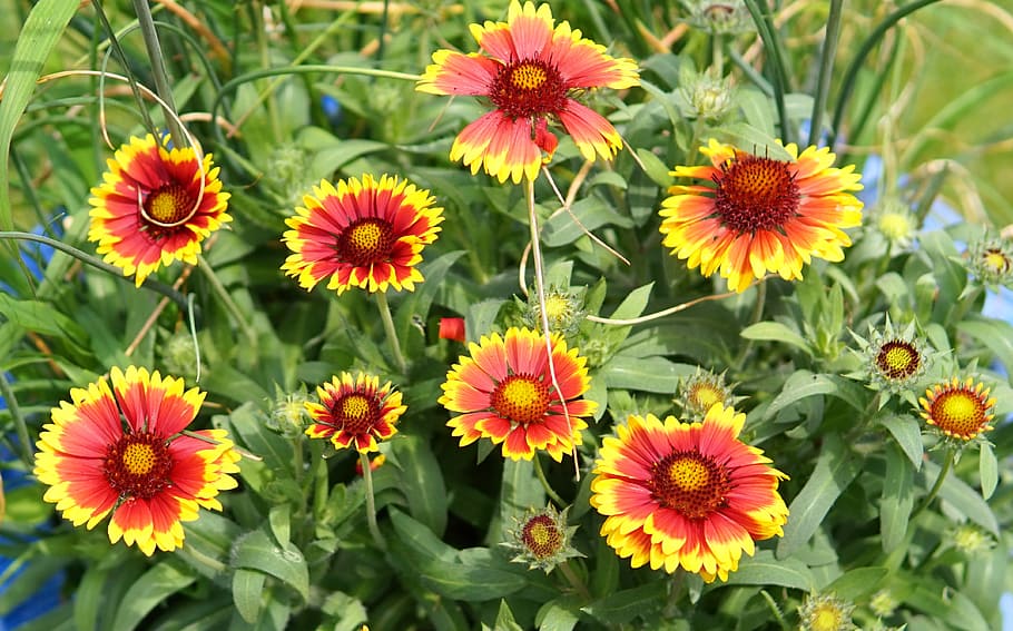 blanket, yellow, blossom, bloom, flower, spring, plant, garden HD wallpaper