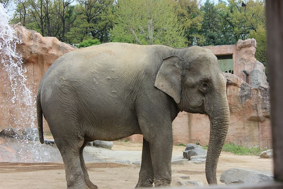 Elephant, Zoo, Telegraph, one animal, animal wildlife, animals in the wild HD wallpaper