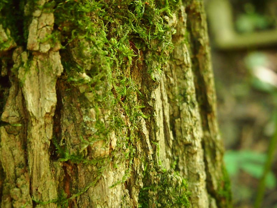tree, moss, tribe, nature, log, autumn, bark, autumn forest HD wallpaper