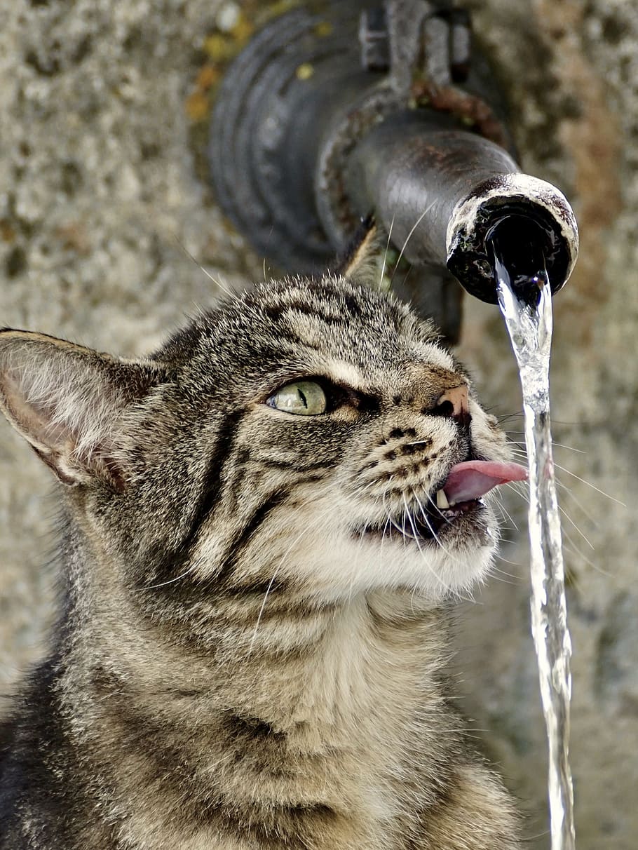 tabby cat drinking water, tiger, animal, adidas, cute, animal world, HD wallpaper