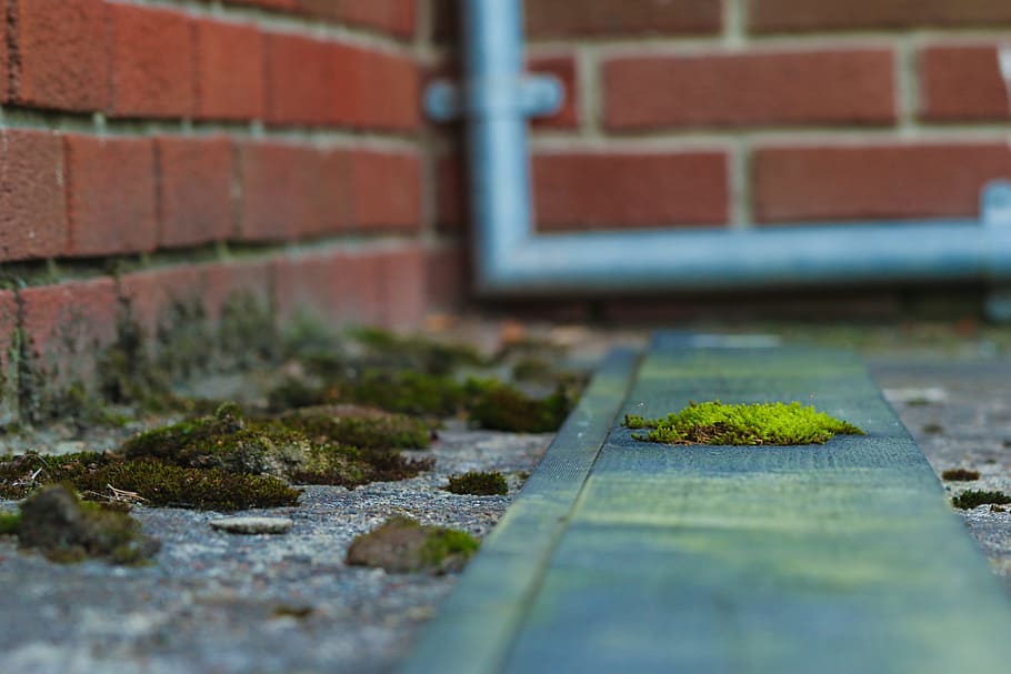 moss, green, nature, brick wall, selective focus, no people HD wallpaper
