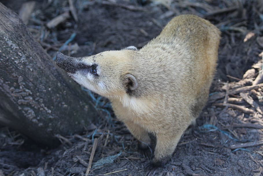 neusbeer, wild, zoo, animal themes, mammal, animal wildlife HD wallpaper