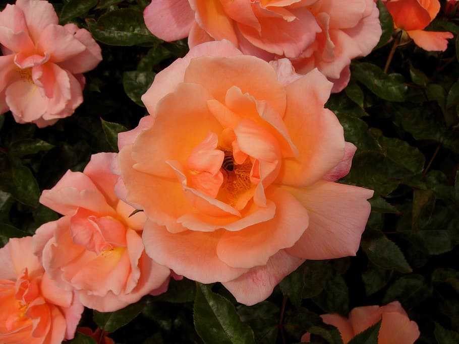 rose, pink, orange, bee, flower, nature, petal, romance, romantic HD wallpaper