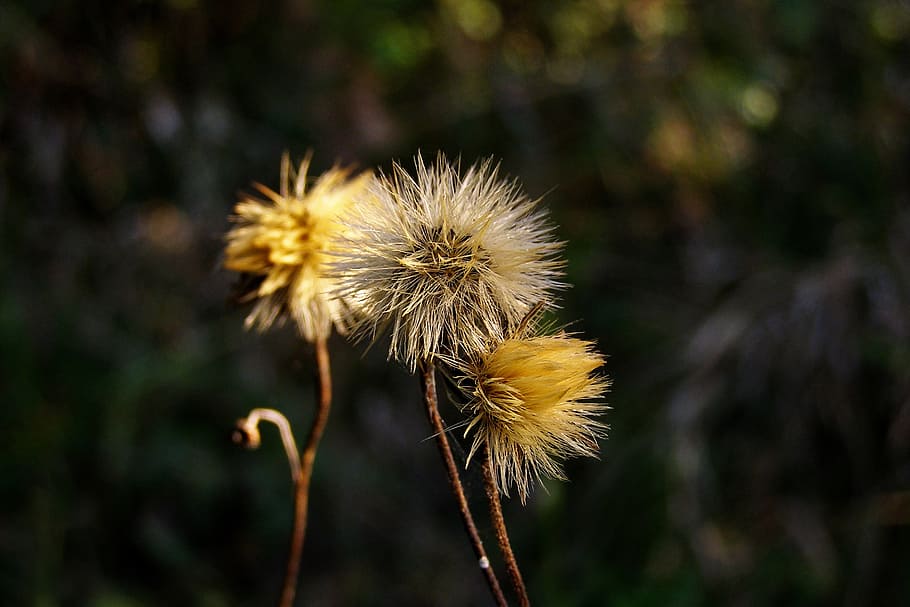 fluff, flower, seeds, hawkweed, hieracium, meadow, wildflower HD wallpaper