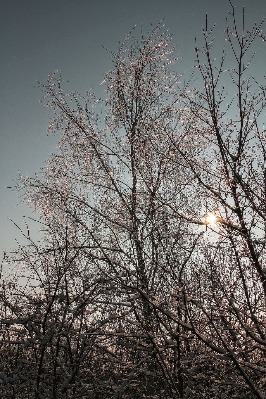 fairy tale tree, eiszauber, sunbeam, heat, mood, back light HD wallpaper
