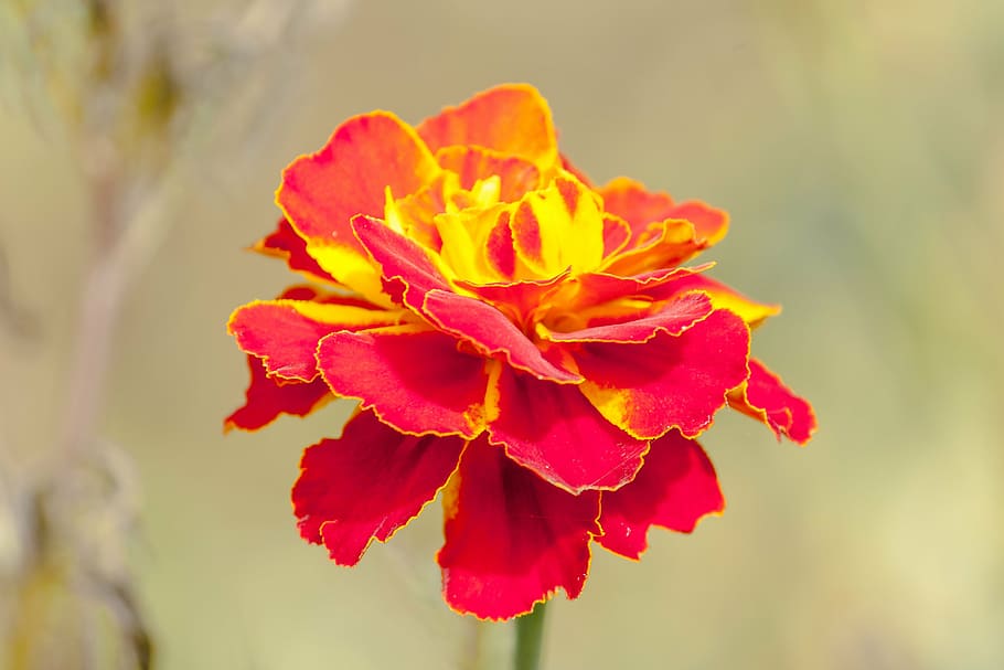 marigold, red flower, macro, nature, plant, petal, close-up HD wallpaper