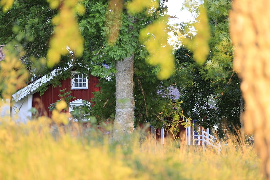 selective focus photography of red house in woods, backyard HD wallpaper