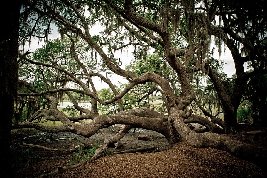Tree, Climbing, Branch, Forest, Outdoor, plant, wood, trunk HD wallpaper