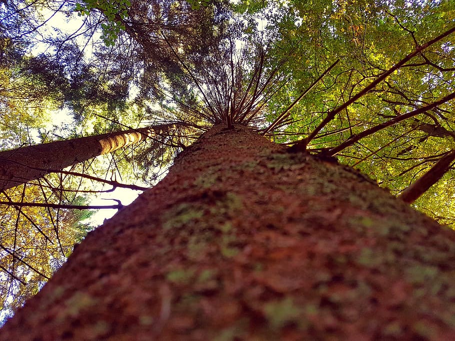 tree, crown, bark, forest, nature, aesthetic, treetop, tribe HD wallpaper