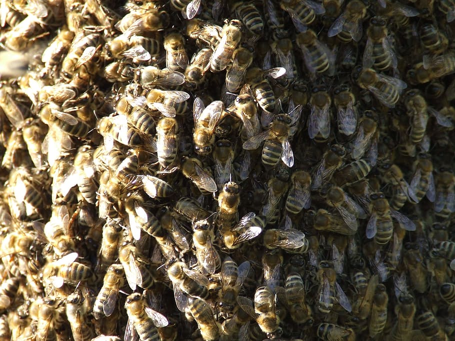 insects, bees, swarm, full frame, invertebrate, apiculture HD wallpaper