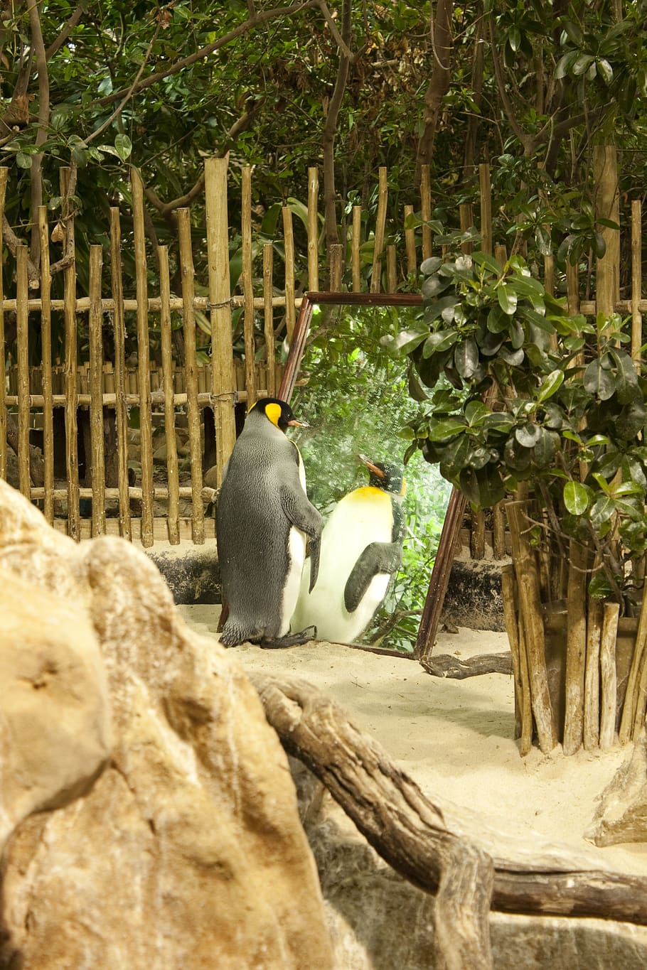 penguin, zoo, conceited, plant, tree, nature, animal themes HD wallpaper