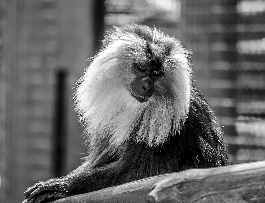 monkey, safari, zoo, wild, animal, wildlife, nature, mammal HD wallpaper