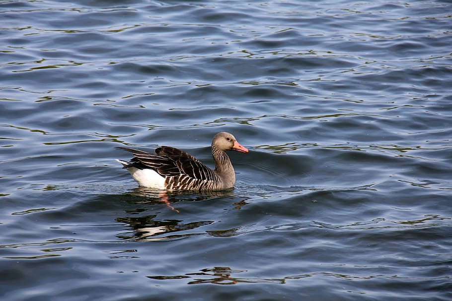 Water, Animal, Duck, Poultry, Swim, bird, nature, lake, wildlife HD wallpaper