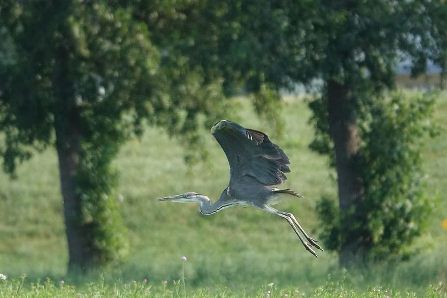 grey heron, flying, field, trees, bird, wing, animal world HD wallpaper