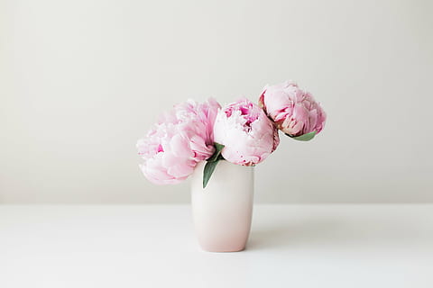 pink flowers, peonies, floral, summer, bouquet, celebration HD wallpaper