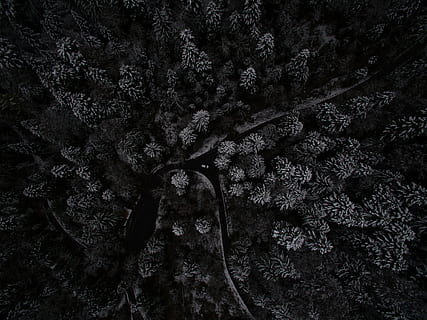 low angle photography of tree, top view of trees, Winter, Composing HD wallpaper