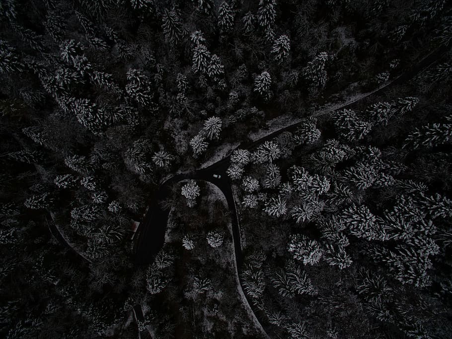 low angle photography of tree, top view of trees, Winter, Composing HD wallpaper