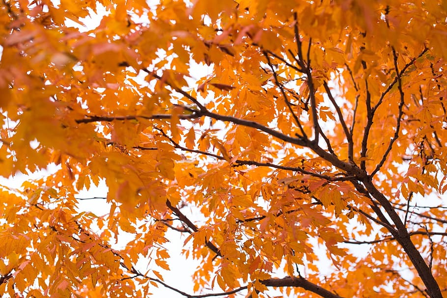 background, orange, fall, foliage, fall leaves, autumn, decorative HD wallpaper