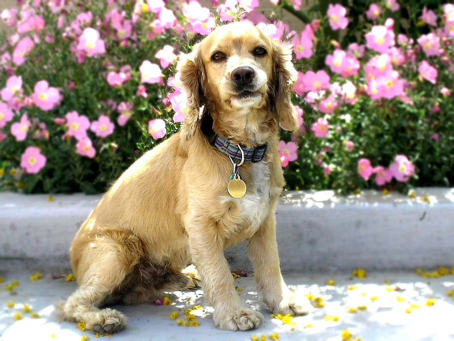 cocker spaniel, dog, canine, pet, portrait, sitting, outdoors HD wallpaper
