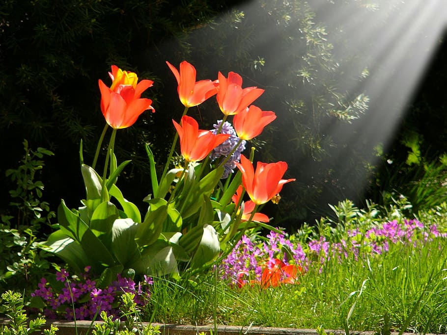 flowers, sun, nature, rose, spring, plant, summer, springtime HD wallpaper