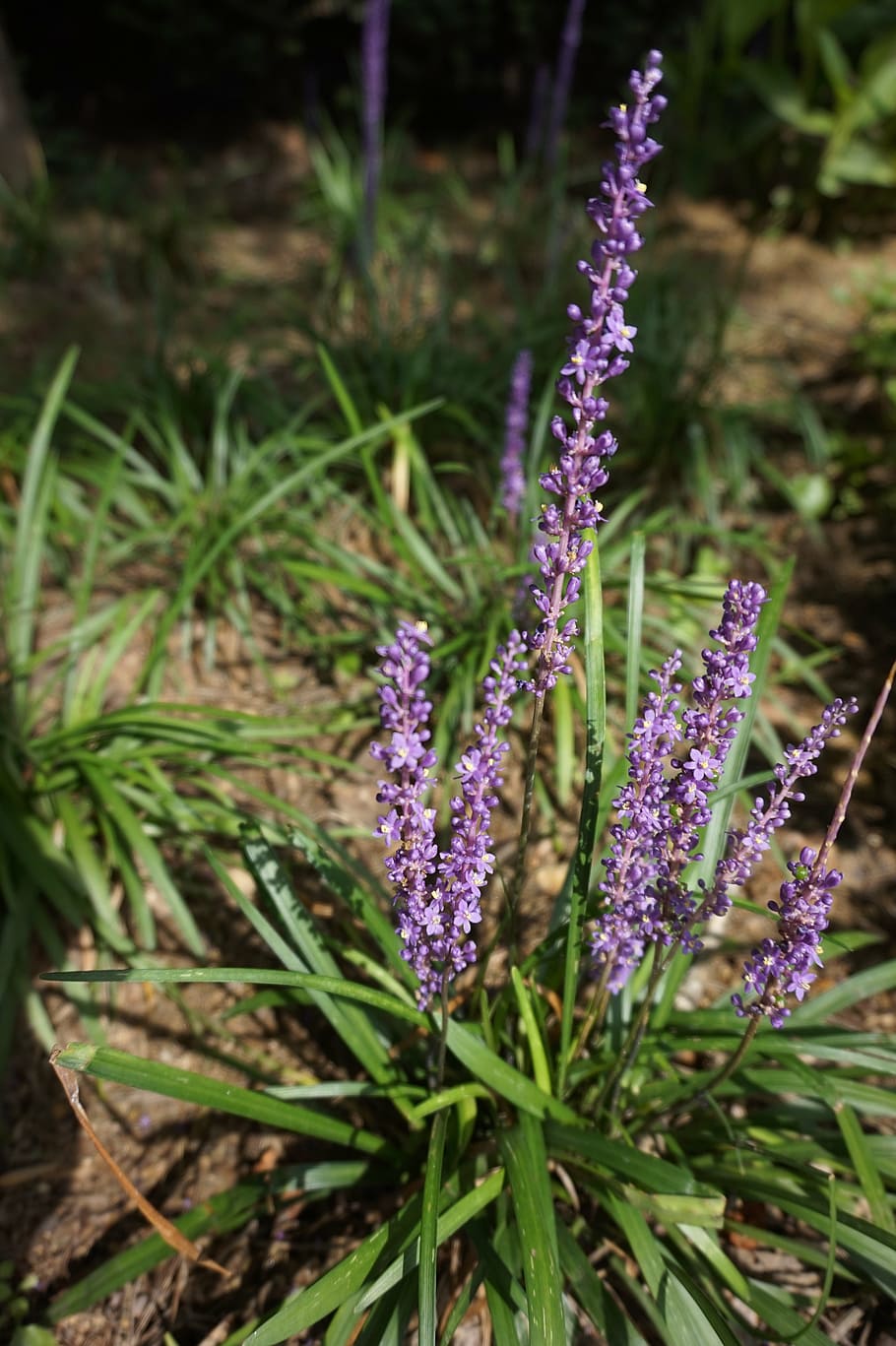 purple, grass clippings, flowers, spring, nature, plant, flowering plant HD wallpaper