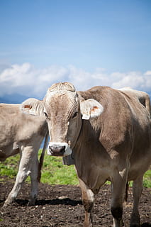 cow, off, austria, tyrol, meadow, beef, nature, cows, pasture HD wallpaper