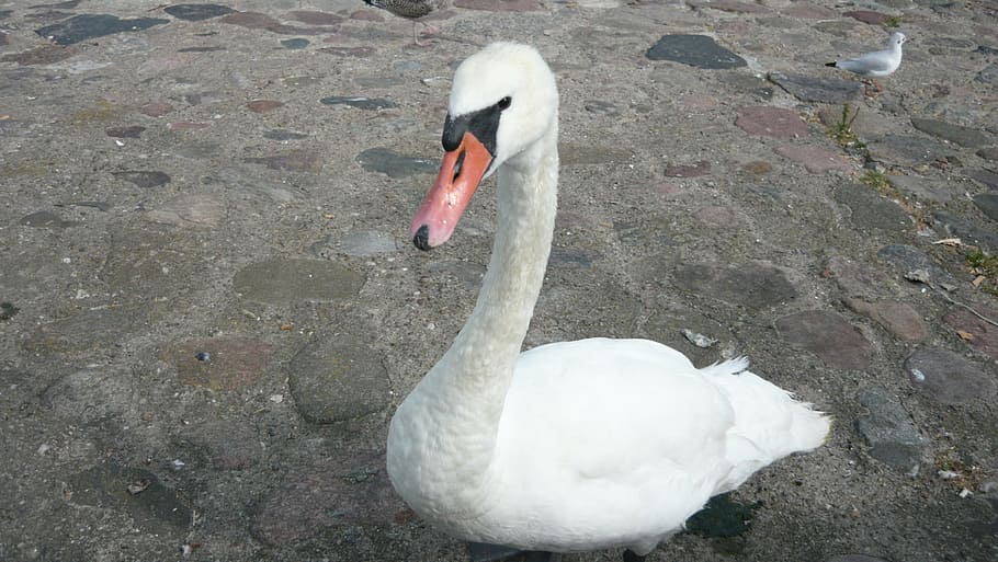 swan, gdynia, skwerek, bird, nature, animal, lake, wildlife HD wallpaper