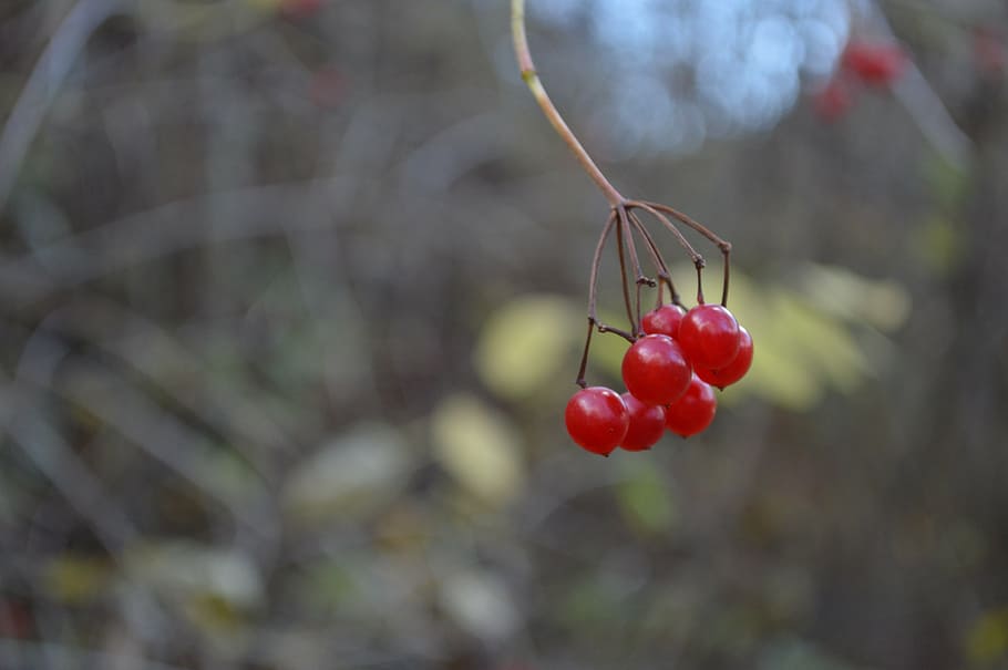 nature, autumn, red, fruit, ripe, food, freshness, berry Fruit HD wallpaper