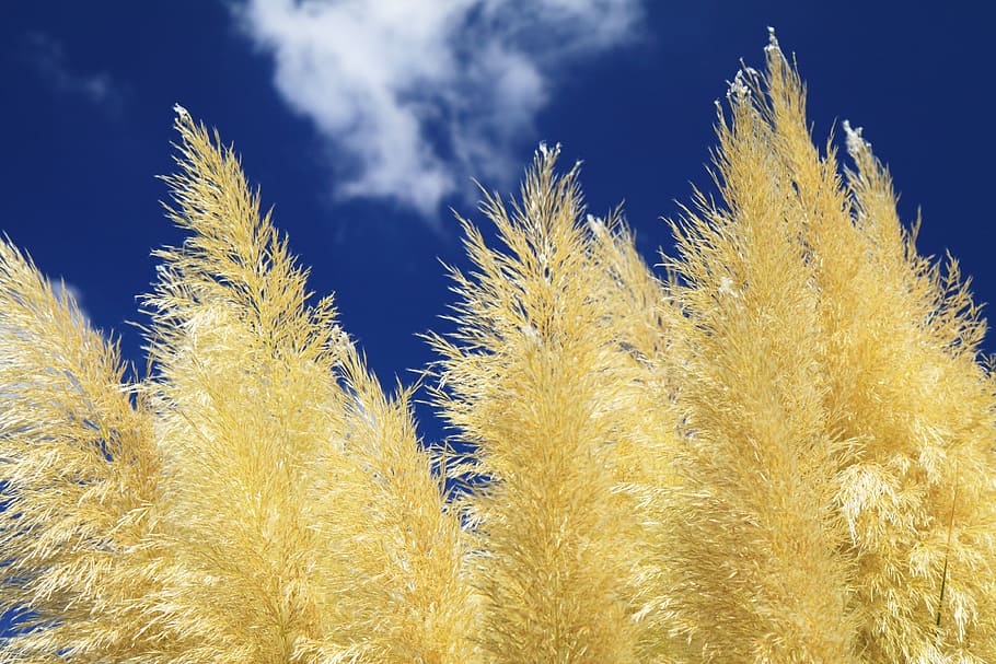 background, blue, cloud, grass, nature, plant, sky, summer HD wallpaper