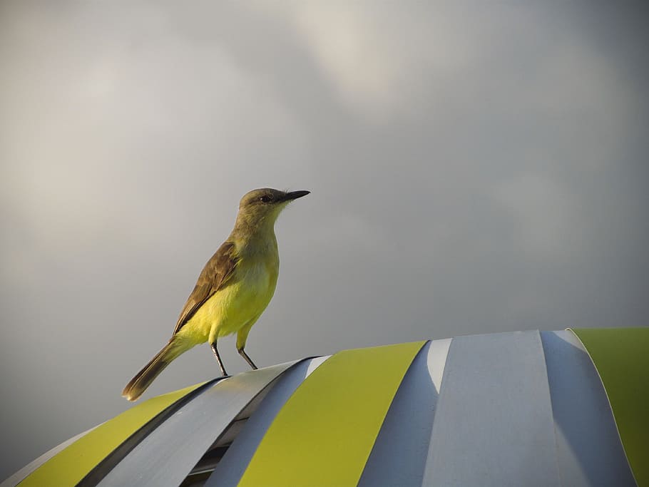 animal, bird, cloudy, perched, stripes, yellow, animal themes HD wallpaper