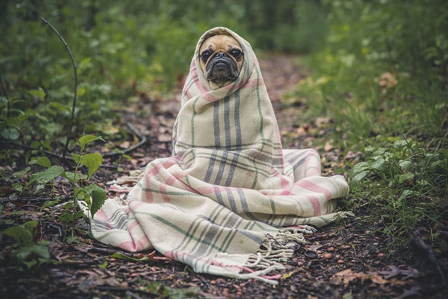 shallow focus photography of fawn Pug wrapped of white textile, HD wallpaper