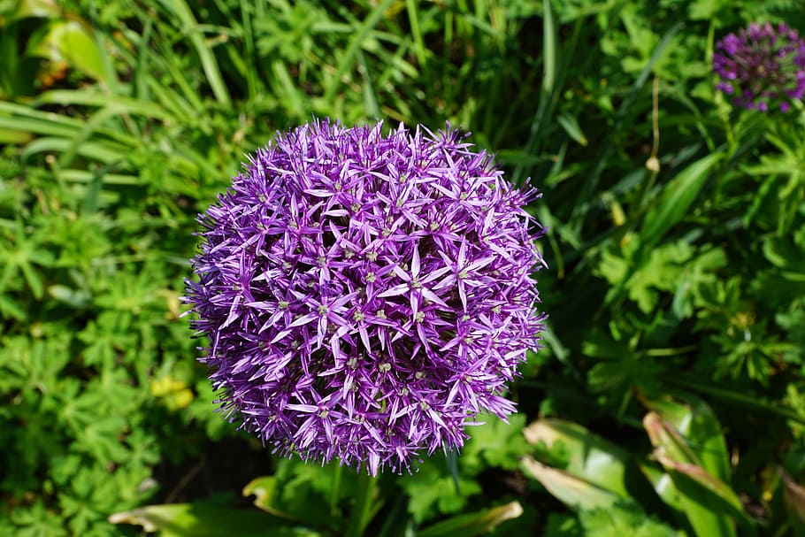 leek, flower, blossom, bloom, flora, nature, spring, plant HD wallpaper