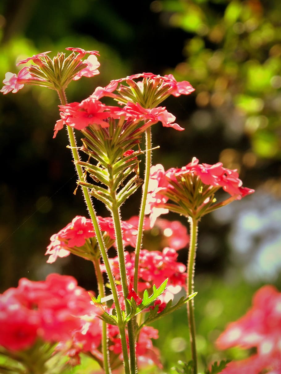 natural, flower, flowering plant, fragility, beauty in nature HD wallpaper