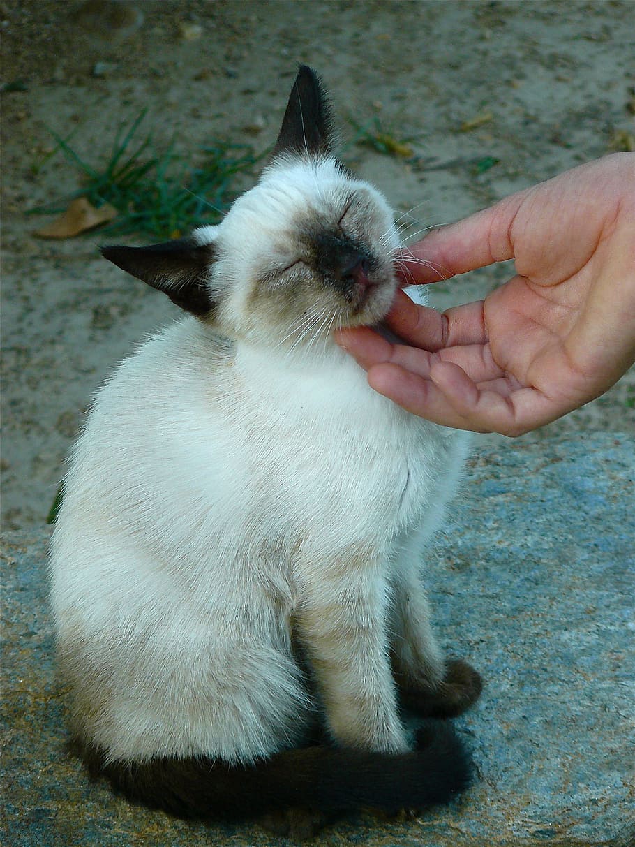 person touching short-haired cat, stroke, affection, crawl HD wallpaper