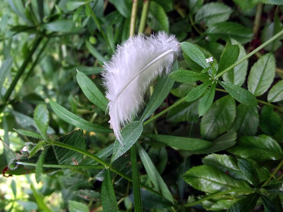 feather, angel, holy, protection, plant, leaf, growth, plant part HD wallpaper